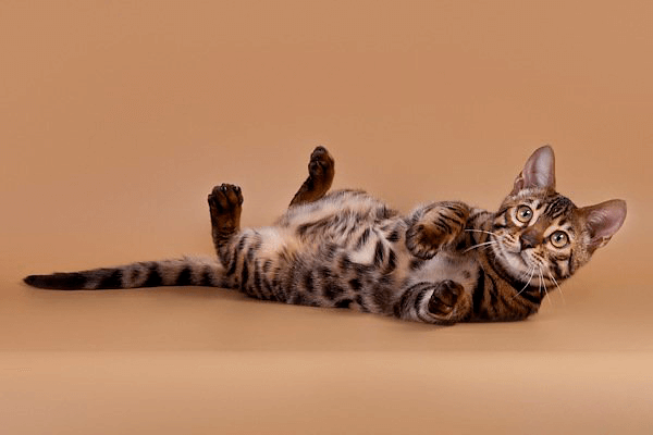 бенгальская кошка живот