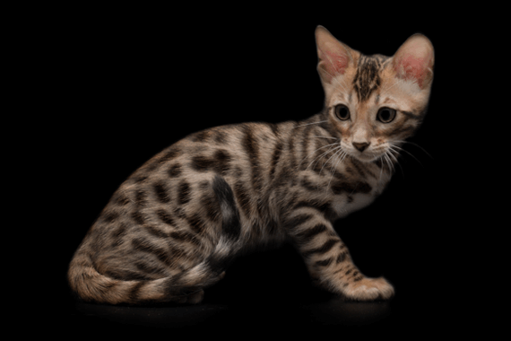 Бенгальский котенок 1