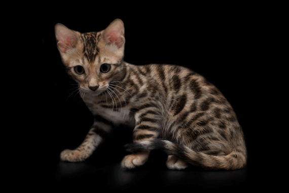 Бенгальский котенок 2