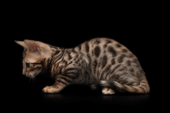 Бенгальский котенок 3