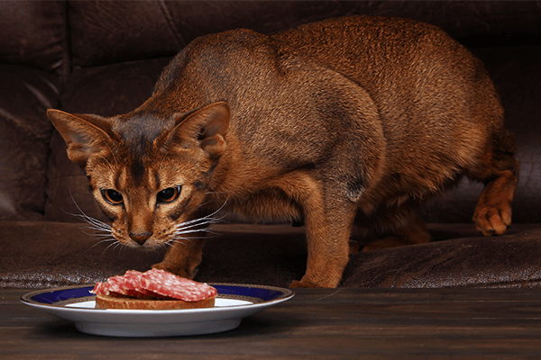 Абиссинский кот ест мясо