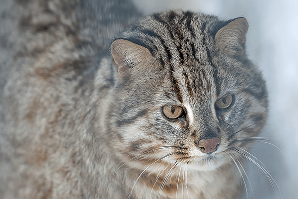 Бенгалы Ф1 от Амурского леопардового кота | Питомник Бенаби