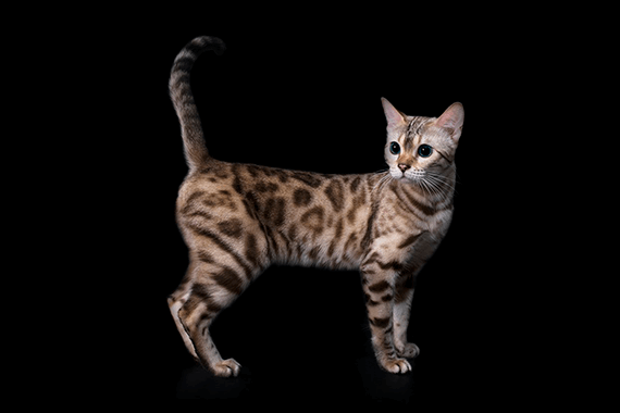 Бенгальская кошка окраса минк