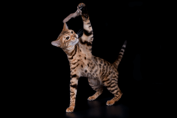 Бенгальский котенок