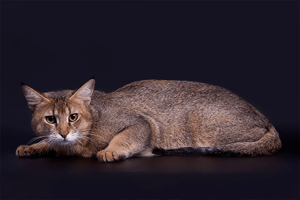 Чаузи или домашний камышовый кот | Питомник Бенаби