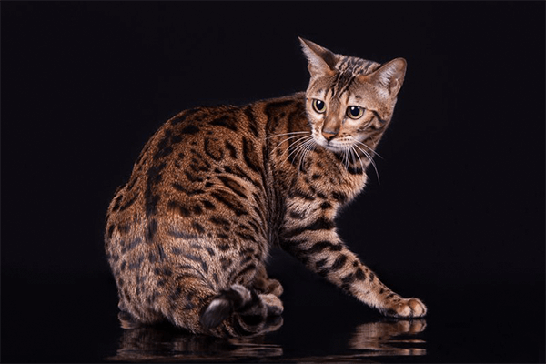 Бенгальские кошки — описание породы | Питомник Бенаби