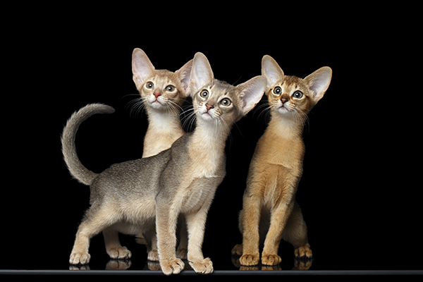 Три абиссинских котенка